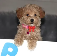 CURLY 🌷 Toy/Miniature, a female Havanese and Poodle - Toy  for sale in Navarre, OH – Photo 1 of 8