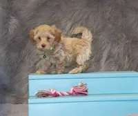 processed/9f65c381-b93b-47a0-8be7-5d8a093b68fb/listing/82997353-6383-4cc8-be0d-b8730139d9e8/17592a9e-5461-4235-8f5a-28310f7def14