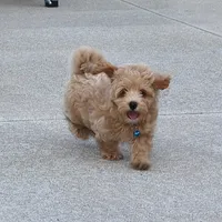 Toy/Minature👨‍👨‍👧‍👦💞🐕 Havapoos, a  Havapoo for sale in Navarre, OH – Photo 6 of 9