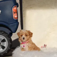 Toy/Minature👨‍👨‍👧‍👦💞🐕 Havapoos, a  Havapoo for sale in Navarre, OH – Photo 3 of 9