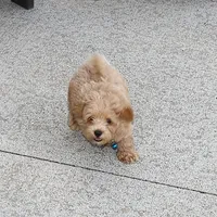 Toy/Minature👨‍👨‍👧‍👦💞🐕 Havapoos, a  Havapoo for sale in Navarre, OH – Photo 7 of 9