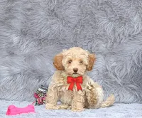 processed/9f65c381-b93b-47a0-8be7-5d8a093b68fb/listing/82997353-6383-4cc8-be0d-b8730139d9e8/95b26e44-066a-4f26-87a7-d9389a2c8fdb