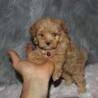 Toy/Minature👨‍👨‍👧‍👦💞🐕 Havapoos, a  Havapoo for sale in Navarre, OH – Photo 9 of 9