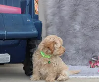 processed/9f65c381-b93b-47a0-8be7-5d8a093b68fb/listing/82997353-6383-4cc8-be0d-b8730139d9e8/a966036b-dc27-4081-a858-2ba7d9bd57f3