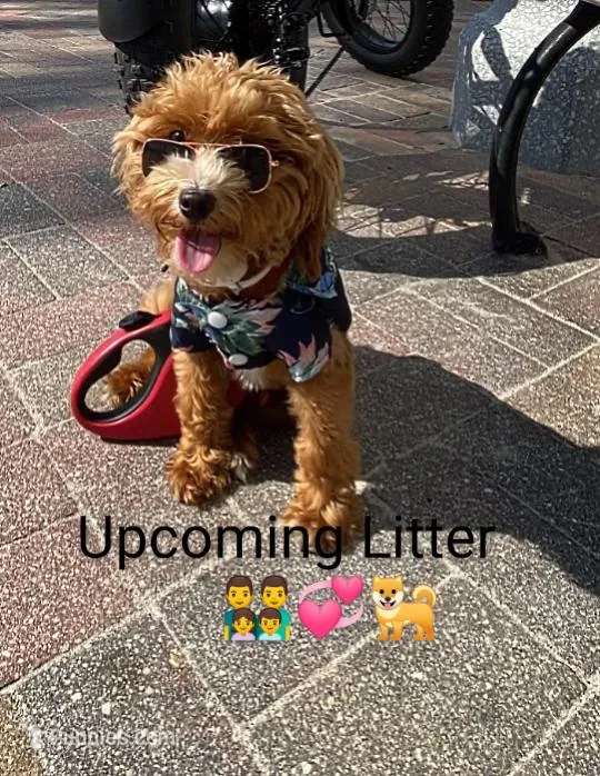 Toy/Minature👨‍👨‍👧‍👦💞🐕 Havapoos