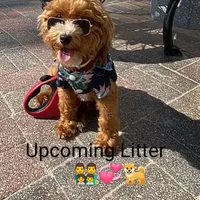 Toy/Minature👨‍👨‍👧‍👦💞🐕 Havapoos, a  Havapoo for sale in Navarre, OH – Photo 1 of 9