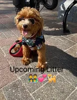 Toy/Minature👨‍👨‍👧‍👦💞🐕 Havapoos, a  Havapoo for sale in Navarre, OH – Photo 1 of 9