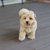 Toy/Minature👨‍👨‍👧‍👦💞🐕 Havapoos, a  Havapoo for sale in Navarre, OH – Photo 5 of 9