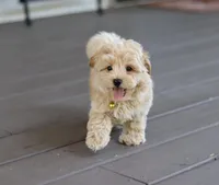 Toy/Minature👨‍👨‍👧‍👦💞🐕 Havapoos, a  Havapoo for sale in Navarre, OH – Photo 5 of 9