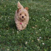 Toy/Minature👨‍👨‍👧‍👦💞🐕 Havapoos, a  Havapoo for sale in Navarre, OH – Photo 4 of 9