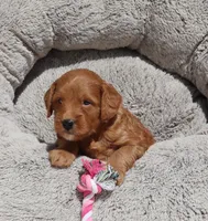 Muffin🌷, a female Miniature Goldendoodle for sale in Navarre, OH – 2 of 7