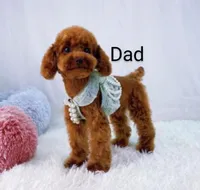 New Borns 🌷🐾💞👨‍👩‍👧‍👦, a female Havapoo for sale in Navarre, OH – 9 of 10