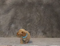 Phoenix 💙 Toy/Minature, a male Havapoo for sale in Navarre, OH – 3 of 9