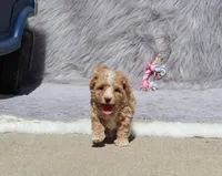 ZOEY 🌷 Toy Minature, a female Havanese and Poodle - Toy  for sale in Navarre, OH – 6 of 10