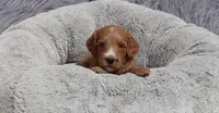 Manny 💙, a male Miniature Goldendoodle for sale in Navarre, OH – 3 of 9