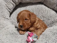Muffin🌷, a female Miniature Goldendoodle for sale in Navarre, OH – 5 of 7