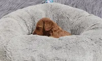 Manny 💙, a male Miniature Goldendoodle for sale in Navarre, OH – 5 of 9