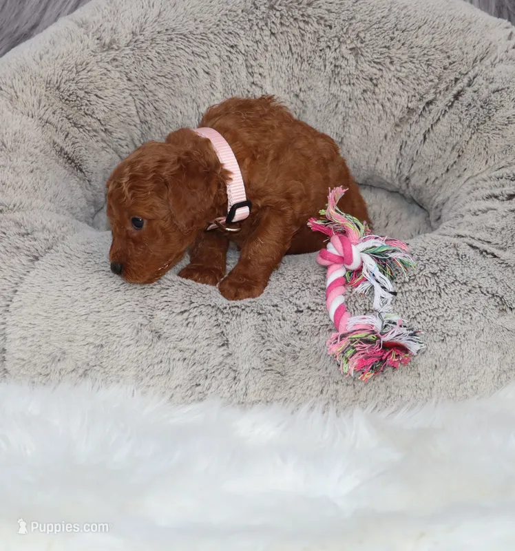 Miley 🌷 – Miniature Goldendoodle puppy for sale in Navarre, OH