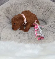 Miley 🌷 13 18 estimate adult, a female Miniature Goldendoodle for sale in Navarre, OH – 1 of 8