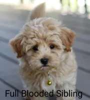 Parker 💙 Miniature, a male Havapoo for sale in Navarre, OH – Photo 7 of 9