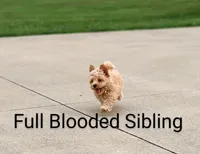 Parker 💙 Miniature, a male Havapoo for sale in Navarre, OH – Photo 6 of 9