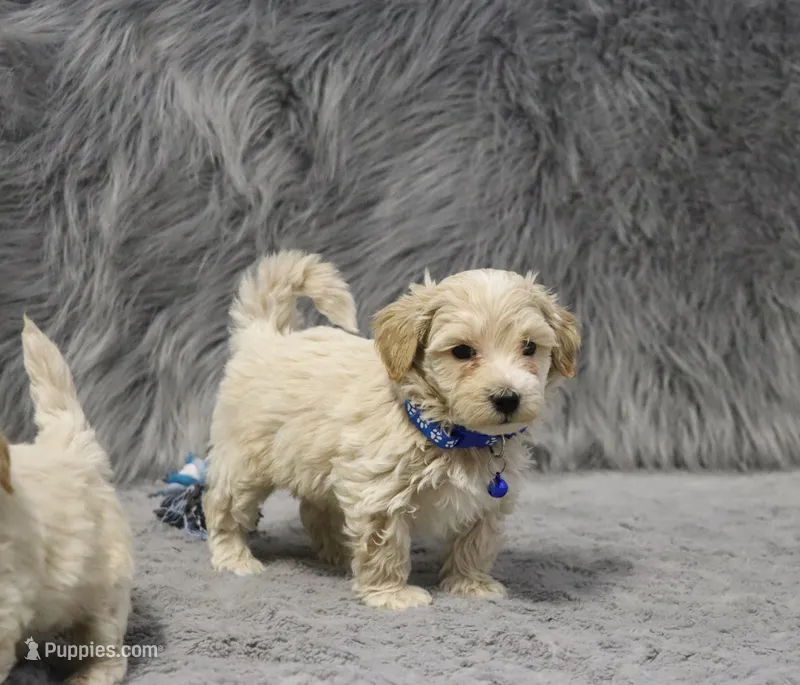 Parker 💙 Miniature – Havapoo puppy for sale in Navarre, OH
