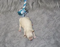 Parker 💙 Miniature, a male Havapoo for sale in Navarre, OH – Photo 1 of 9