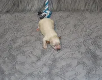 Parker 💙 Miniature, a male Havapoo for sale in Navarre, OH – Photo 2 of 9