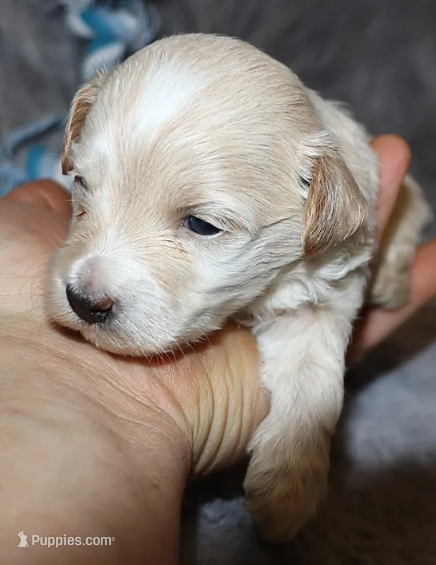 Parker 💙 Miniature – Havapoo puppy for sale in Navarre, OH