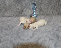 Parker 💙 Miniature, a male Havapoo for sale in Navarre, OH – Photo 3 of 9