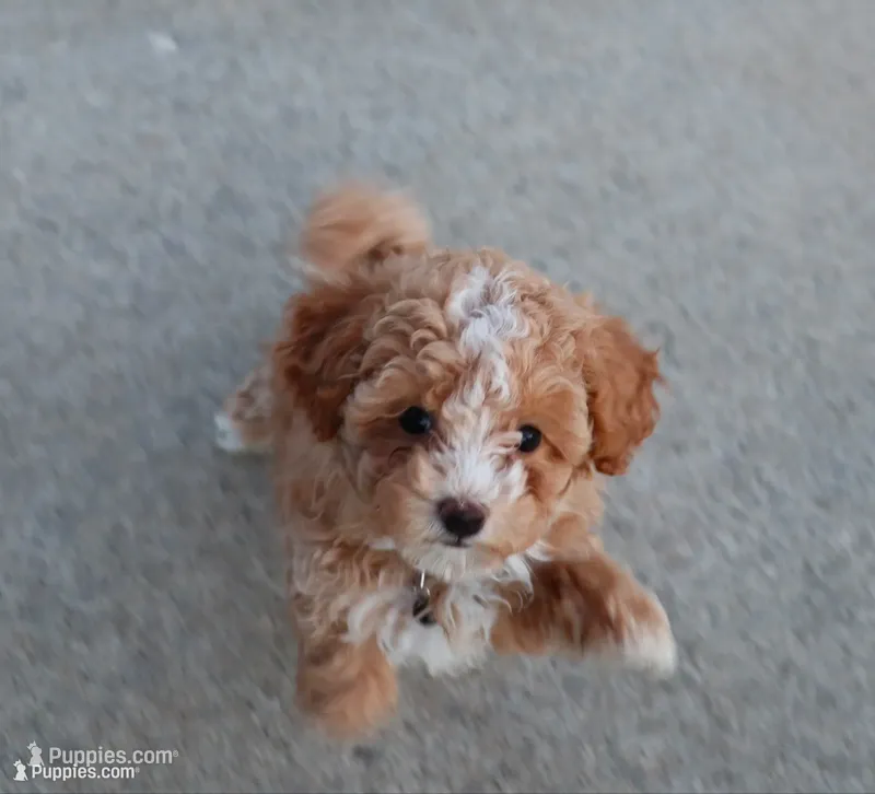 ZOEY 🌷 Toy Minature – Havanese, Poodle - Toy  puppy for sale in Navarre, OH