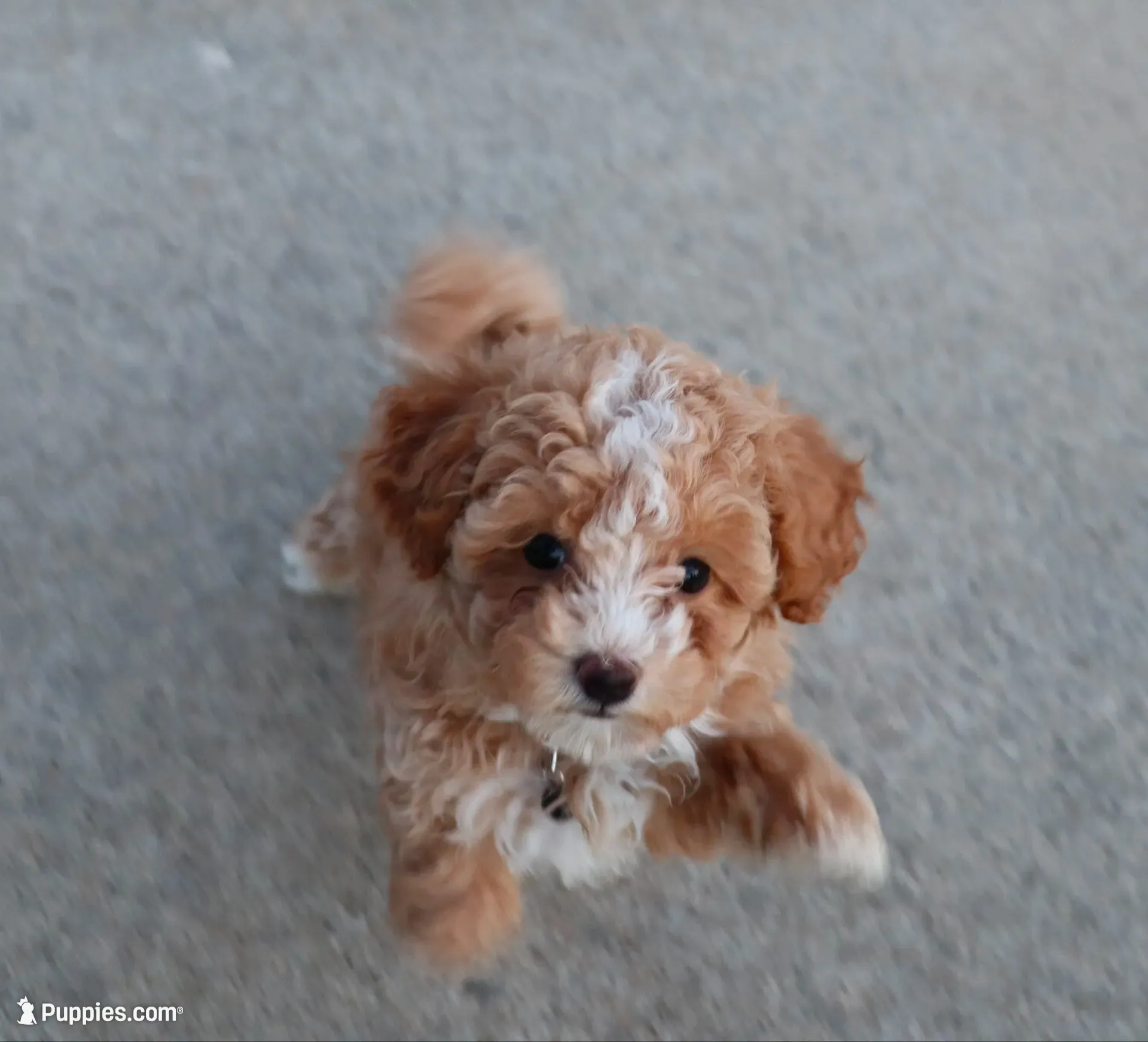 ZOEY 🌷 Toy Minature, a female Havapoo for sale in Navarre, OH – 1 of 10