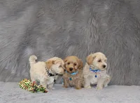 Parker 💙 Miniature, a male Havapoo for sale in Navarre, OH – 4 of 9