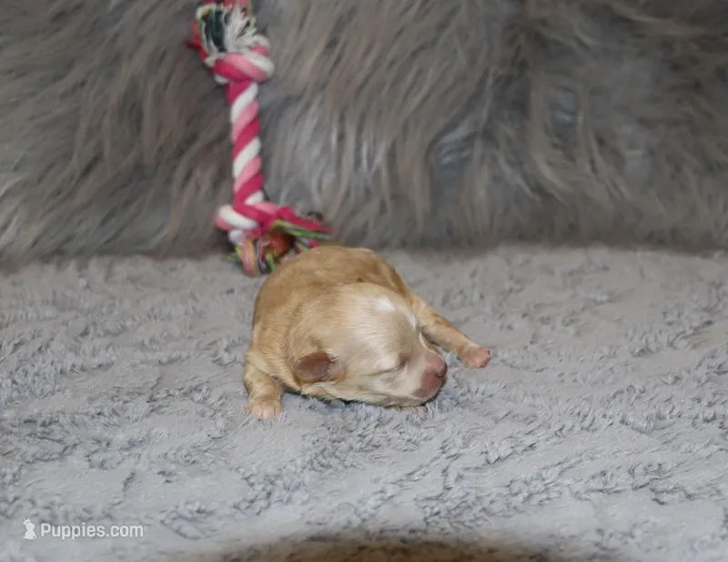 Peggy 🌷 Toy/Miniature – Havapoo puppy for sale in Navarre, OH