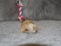 Peggy 🌷 Toy/Miniature, a female Havapoo for sale in Navarre, OH – Photo 1 of 4