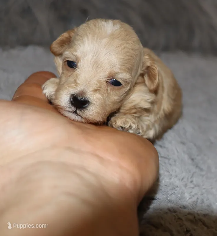 Peggy 🌷 Toy/Miniature – Havapoo puppy for sale in Navarre, OH