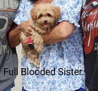 Peggy 🌷 Toy/Miniature, a female Havapoo for sale in Navarre, OH – Photo 2 of 4