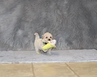 Pinto 💙 Toy/Miniature, a male Havapoo for sale in Navarre, OH – 4 of 10