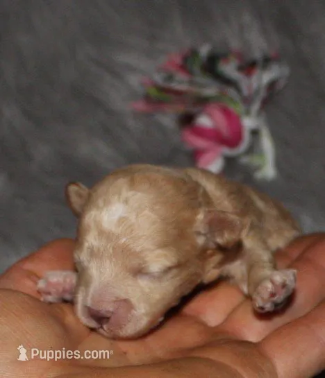 Zandra 🌷 – Havapoo puppy for sale in Navarre, OH