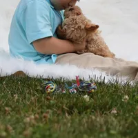 Buttercup 👨‍👩‍👧💕🐕 TOY, a female Poodle - Toy  and Havapoo for sale in Navarre, OH – Photo 1 of 7