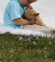 Buttercup 👨‍👩‍👧💕🐕 TOY, a female Poodle - Toy  and Havapoo for sale in Navarre, OH – Photo 1 of 10