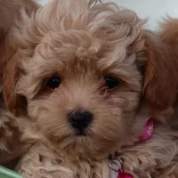 Buttercup 👨‍👩‍👧💕🐕 TOY, a female Poodle - Toy  and Havapoo for sale in Navarre, OH – Photo 4 of 7