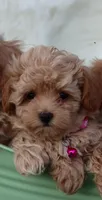 Buttercup 👨‍👩‍👧💕🐕 TOY, a female Poodle - Toy  and Havapoo for sale in Navarre, OH – Photo 4 of 10