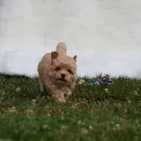 Buttercup 👨‍👩‍👧💕🐕 TOY, a female Poodle - Toy  and Havapoo for sale in Navarre, OH – Photo 7 of 7