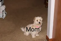 Buttercup 👨‍👩‍👧💕🐕 TOY, a female Poodle - Toy  and Havapoo for sale in Navarre, OH – Photo 9 of 10