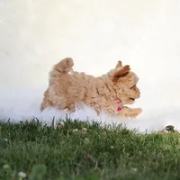 Buttercup 👨‍👩‍👧💕🐕 TOY, a female Poodle - Toy  and Havapoo for sale in Navarre, OH – Photo 5 of 7