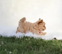 Buttercup 👨‍👩‍👧💕🐕 TOY, a female Poodle - Toy  and Havapoo for sale in Navarre, OH – Photo 5 of 10
