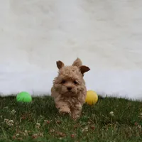 Buttercup 👨‍👩‍👧💕🐕 TOY, a female Poodle - Toy  and Havapoo for sale in Navarre, OH – Photo 6 of 7
