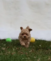 Buttercup 👨‍👩‍👧💕🐕 TOY, a female Poodle - Toy  and Havapoo for sale in Navarre, OH – Photo 6 of 10