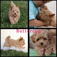 Buttercup 👨‍👩‍👧💕🐕 TOY, a female Poodle - Toy  and Havapoo for sale in Navarre, OH – Photo 3 of 10